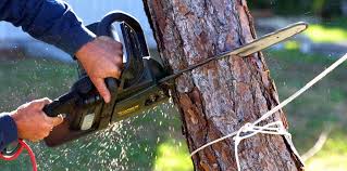 Best Tree Risk Assessment  in Bridgeport, WV